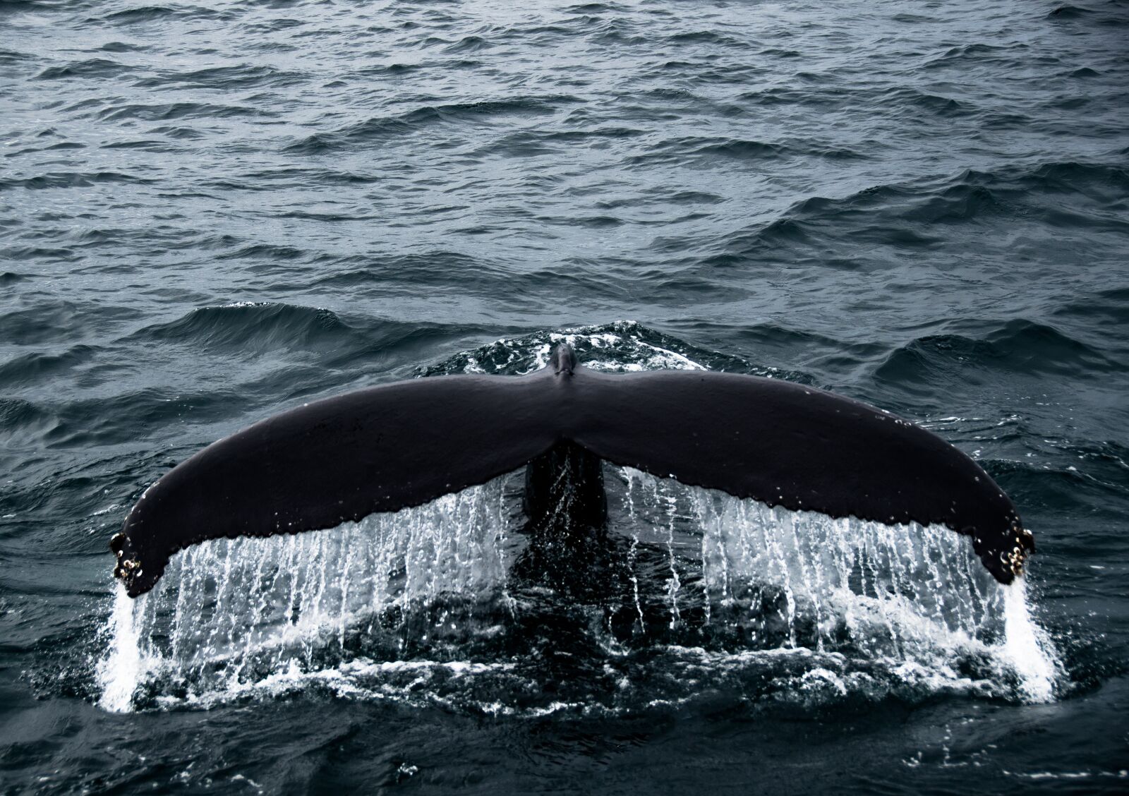 Nikon D7000 sample photo. Whale, tail, ocean photography