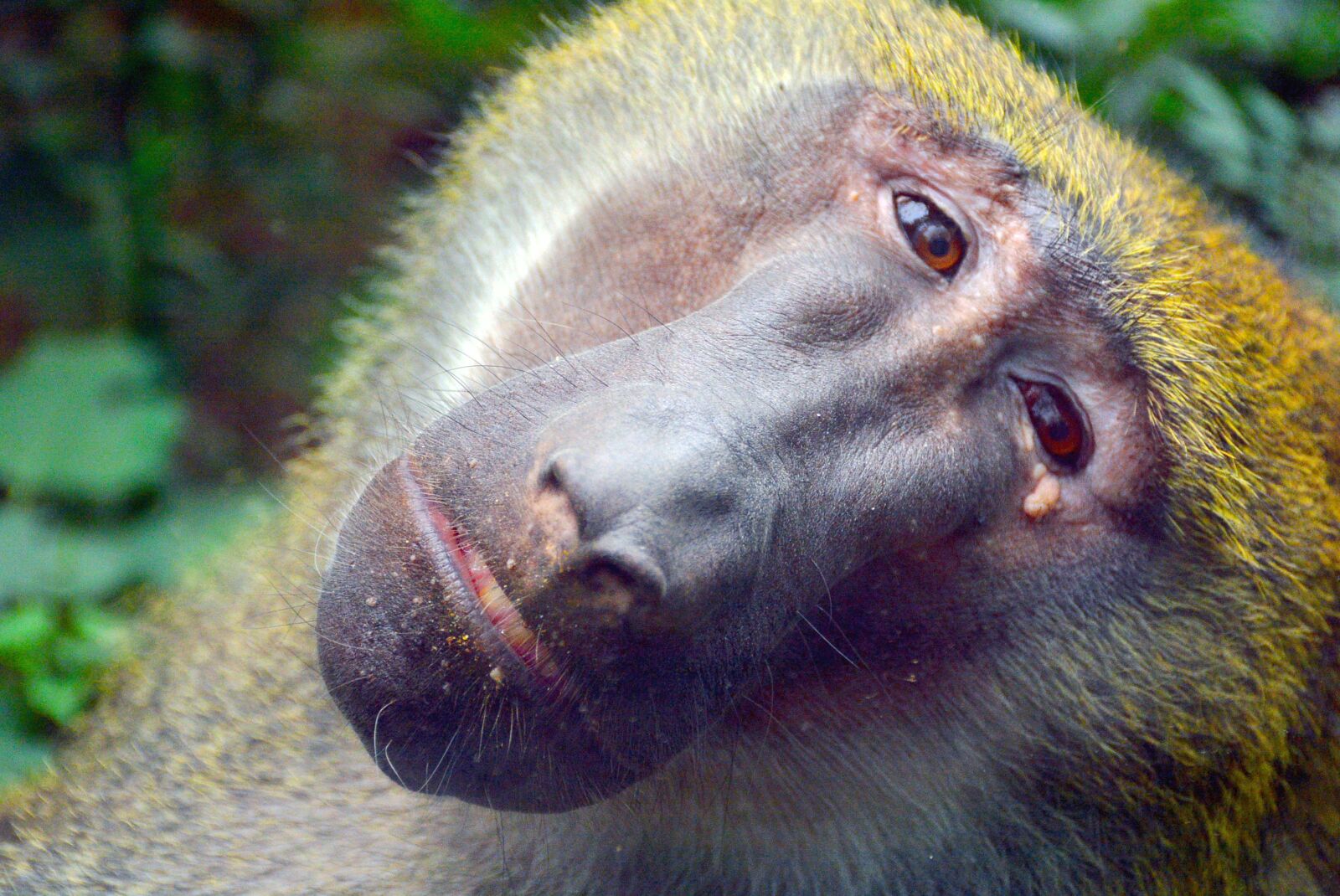 Nikon D7100 sample photo. Baboon, zoo, animal photography