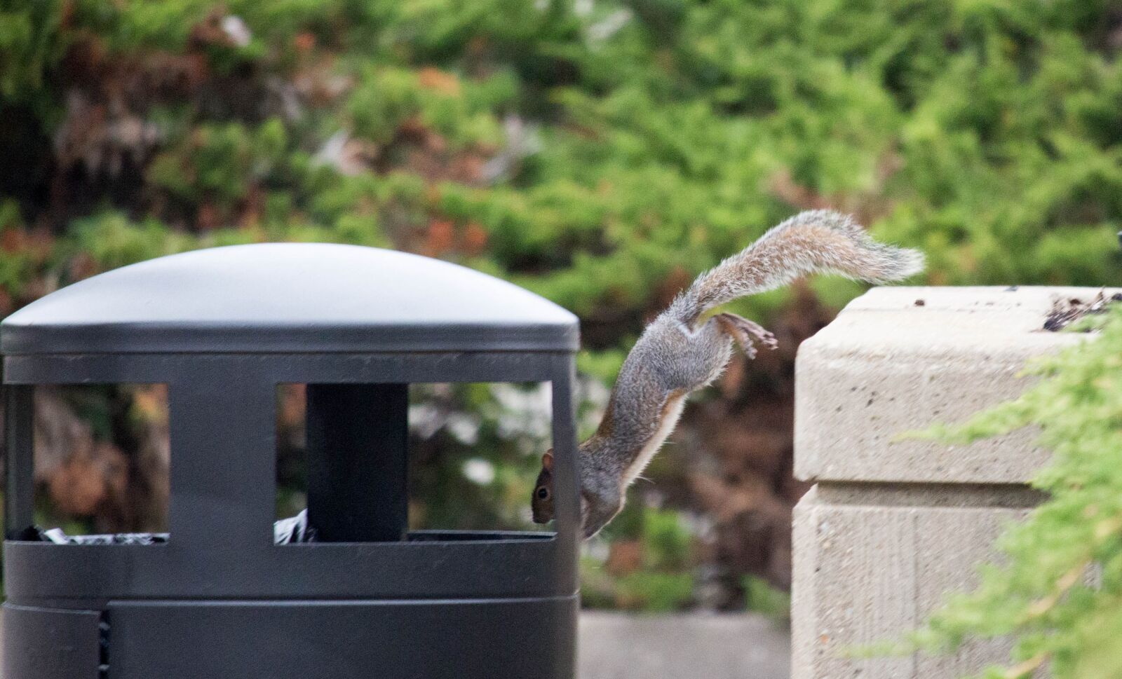 Canon EOS 700D (EOS Rebel T5i / EOS Kiss X7i) sample photo. Nature, outdoors, squirrel photography