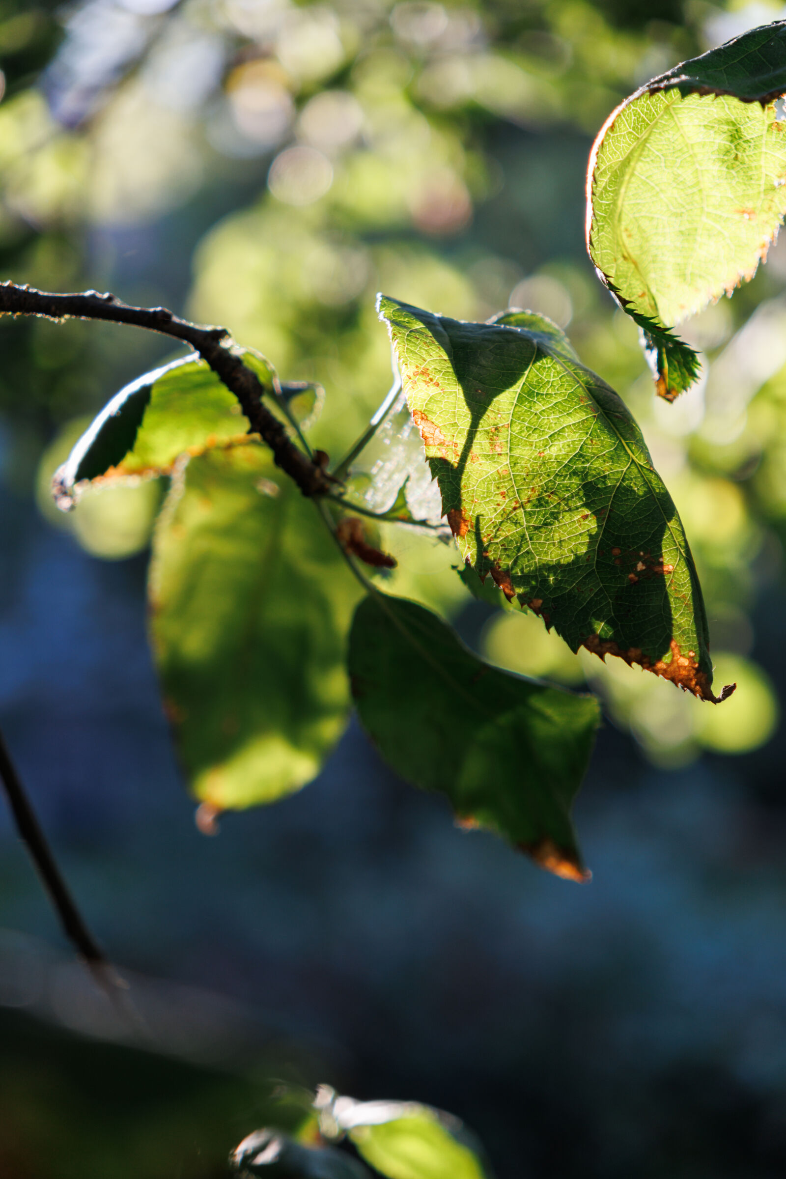 Canon EOS R7 sample photo. Sunshine leaves photography