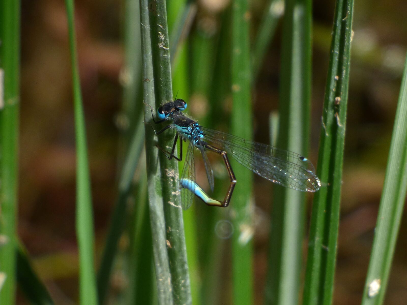 Panasonic Lumix DMC-FZ70 sample photo. Dragonfly, stem, wetland photography