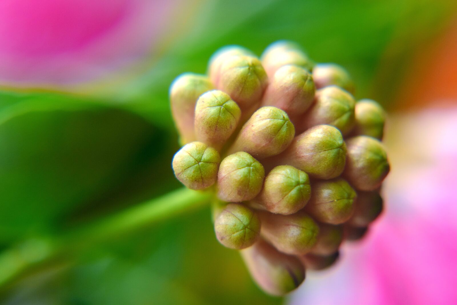 Nikon D5300 sample photo. Buds, flower, nature photography