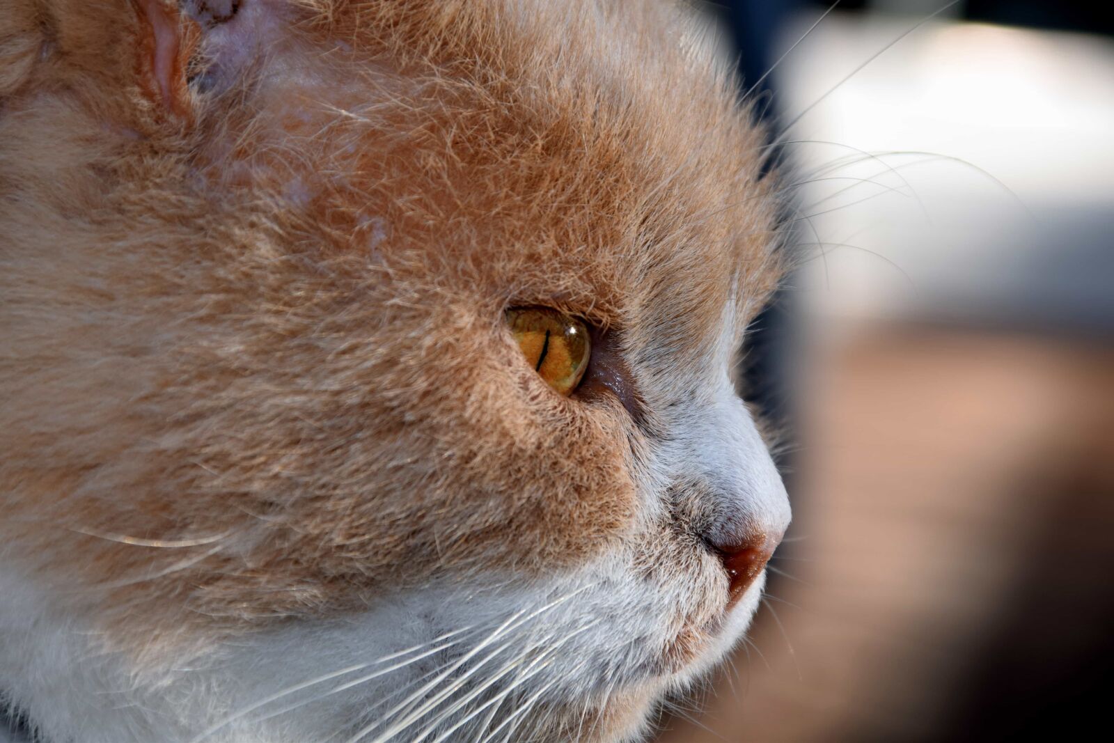 Nikon D3300 sample photo. Fur, wildlife, eye, portrait photography