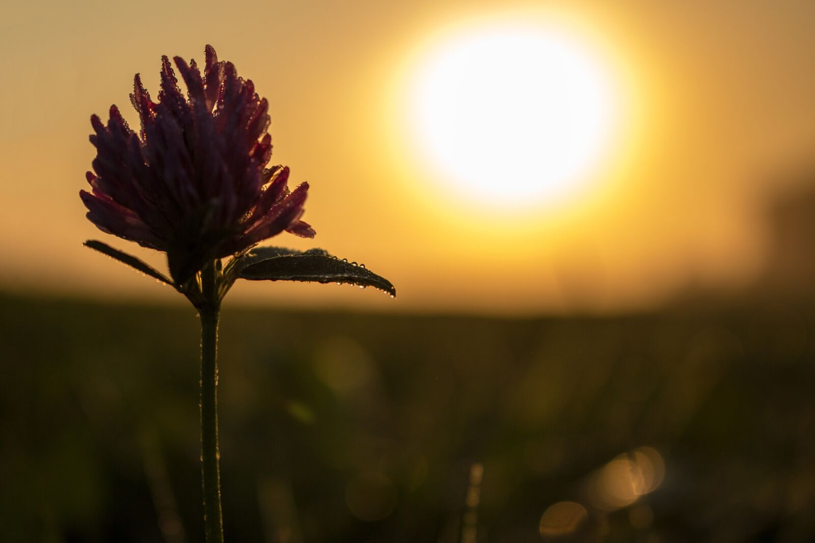 Canon EOS 700D (EOS Rebel T5i / EOS Kiss X7i) sample photo. Clover flower, clover, flower photography