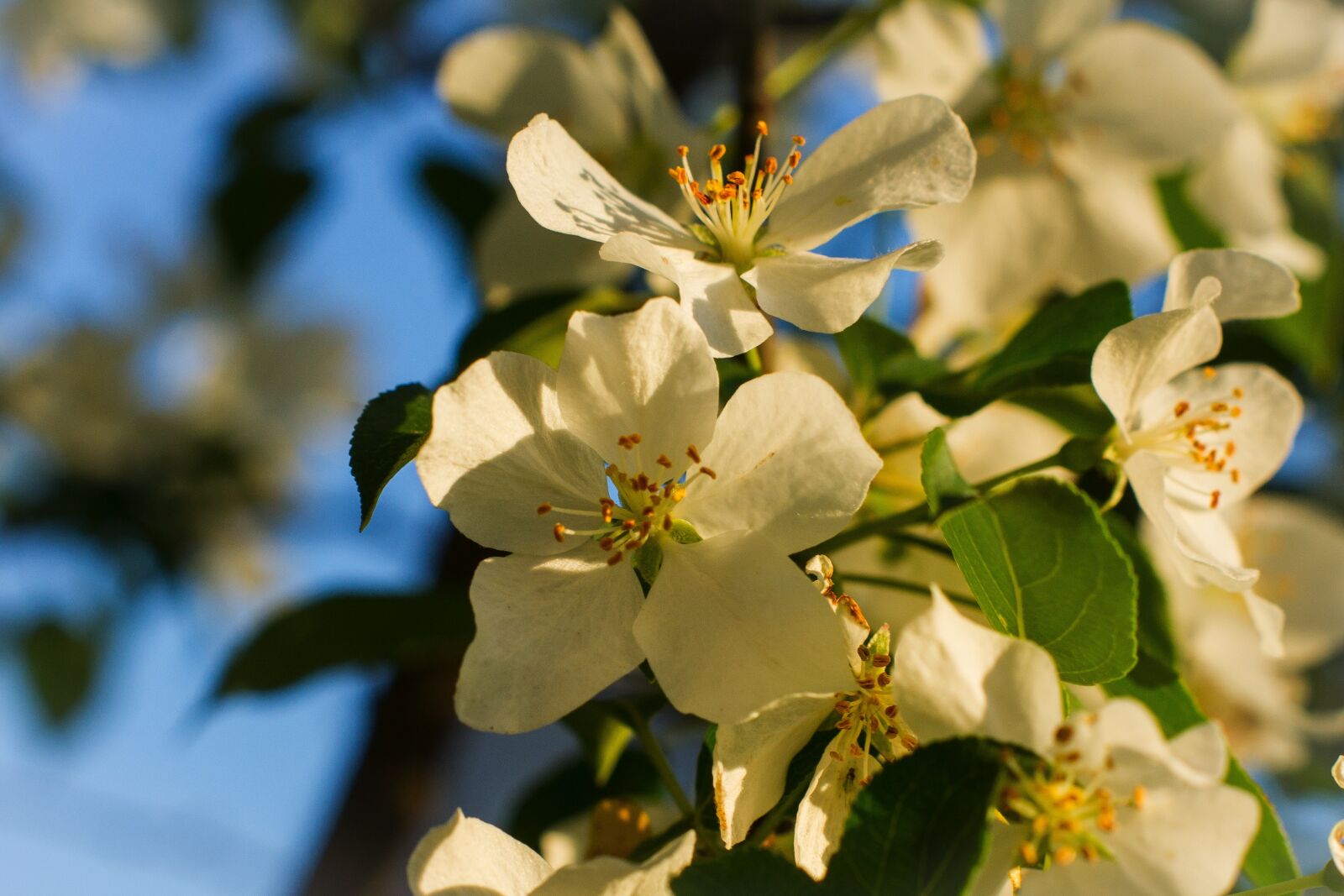 Sony Alpha DSLR-A550 sample photo. Apple tree, white, flowers photography