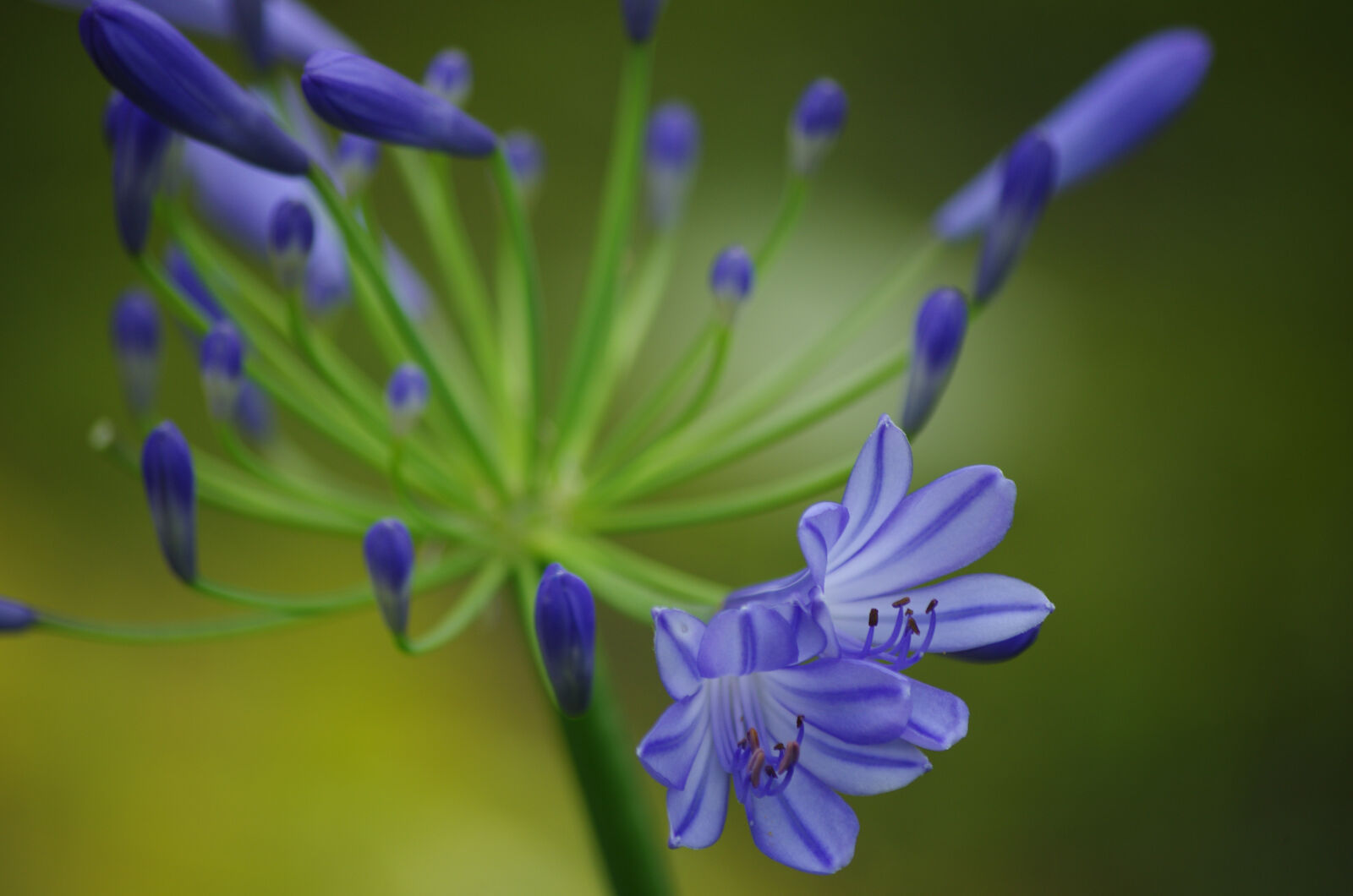 Pentax K-5 sample photo