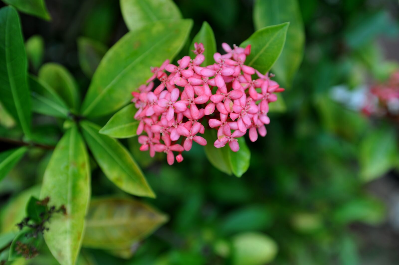 Nikon D700 sample photo. Flower, nature, floral photography