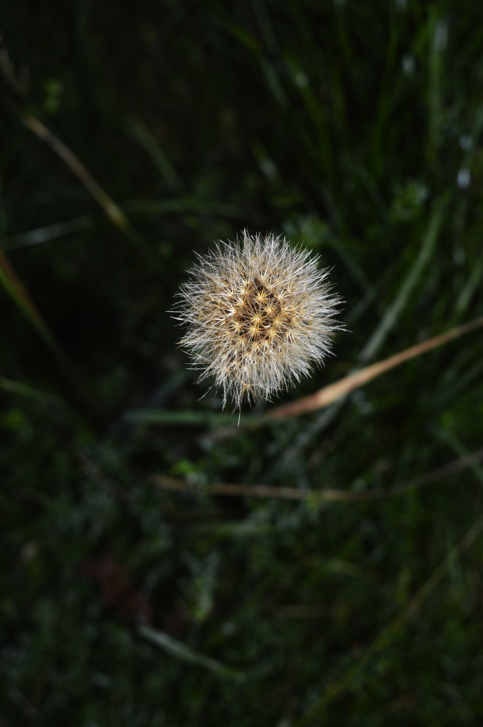 Nikon D3200 sample photo. Autumn, flower, plant photography