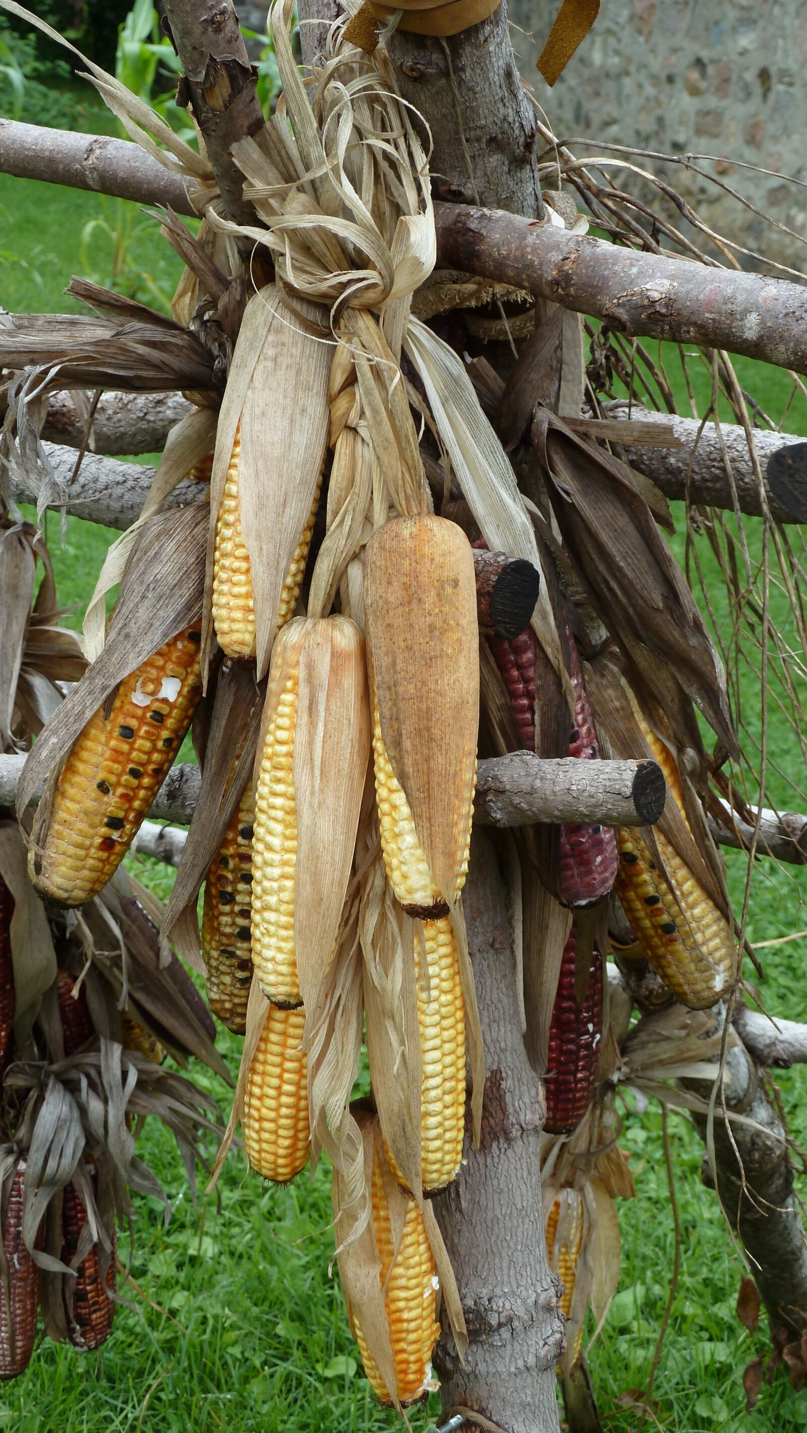 Leica V-Lux 20 sample photo. Corn, food, harvest photography