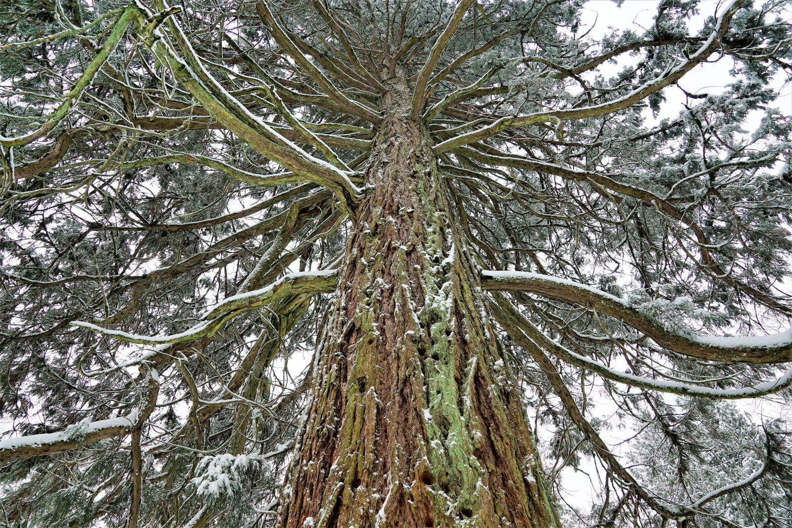 Sony ILCA-77M2 + Sony DT 16-50mm F2.8 SSM sample photo. Tree, wood, nature photography