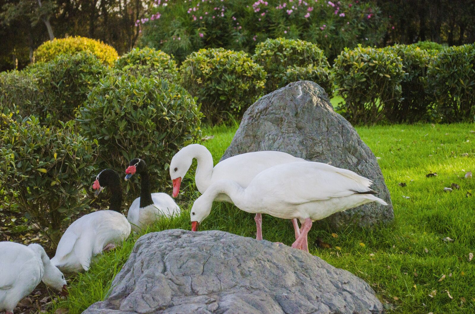Nikon D5100 sample photo. Nature, lawn, animalia photography
