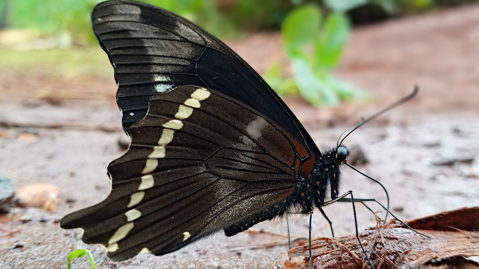 Samsung SM-A107F sample photo. Butterfly, micro-photography, angles photography