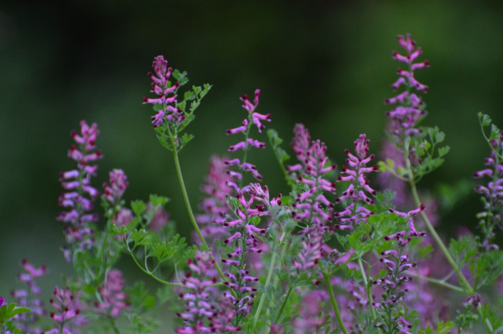 Nikon D3200 sample photo. Wild flowers, purple, maroon photography