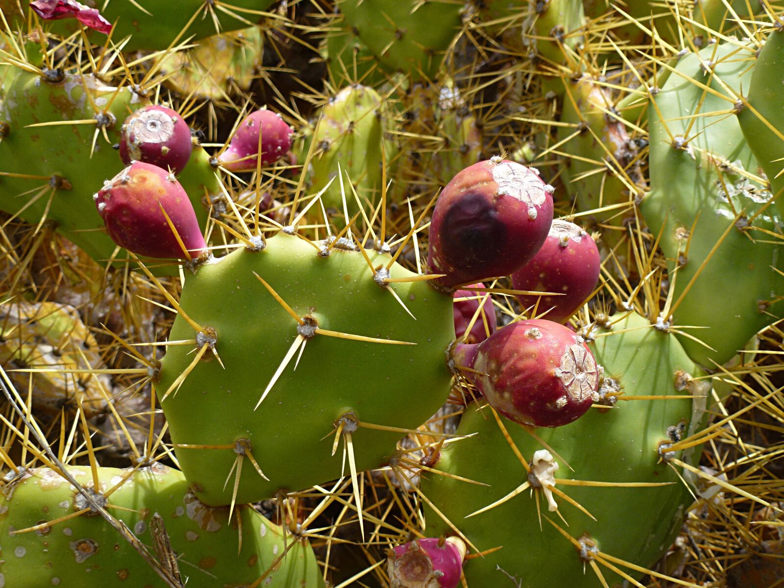 Leica V-Lux 30 / Panasonic Lumix DMC-TZ22 sample photo. Cactus, cactus fruit, prickly photography