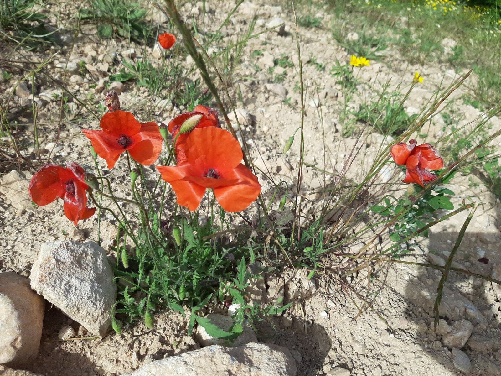 Samsung Galaxy A50 sample photo. Flowers, garden, poppies photography