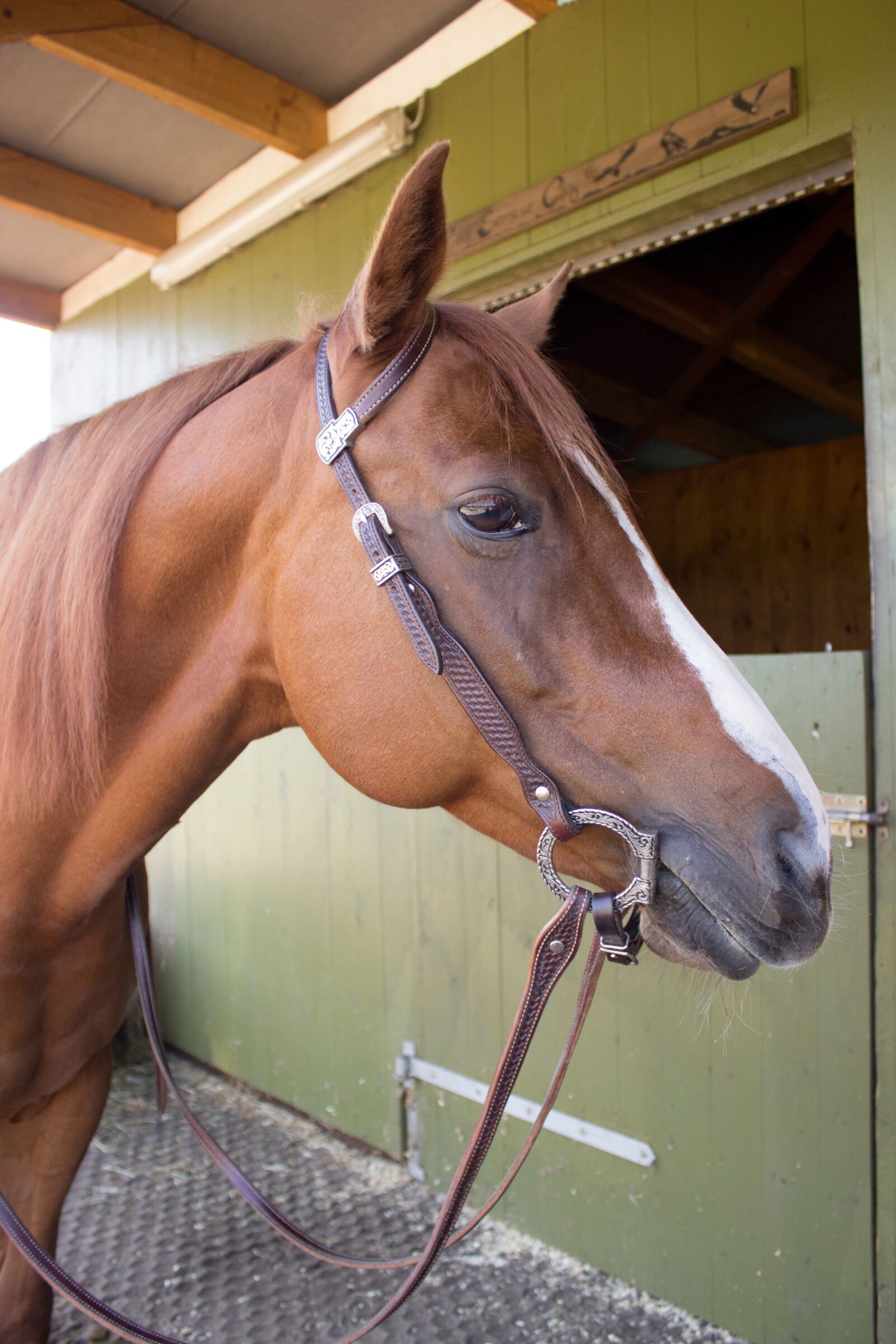 Canon EOS 600D (Rebel EOS T3i / EOS Kiss X5) sample photo. Horse, western horse, fuchs photography