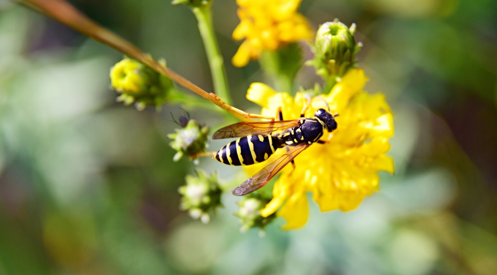 Nikon D5300 sample photo. Insects, summer, nature photography