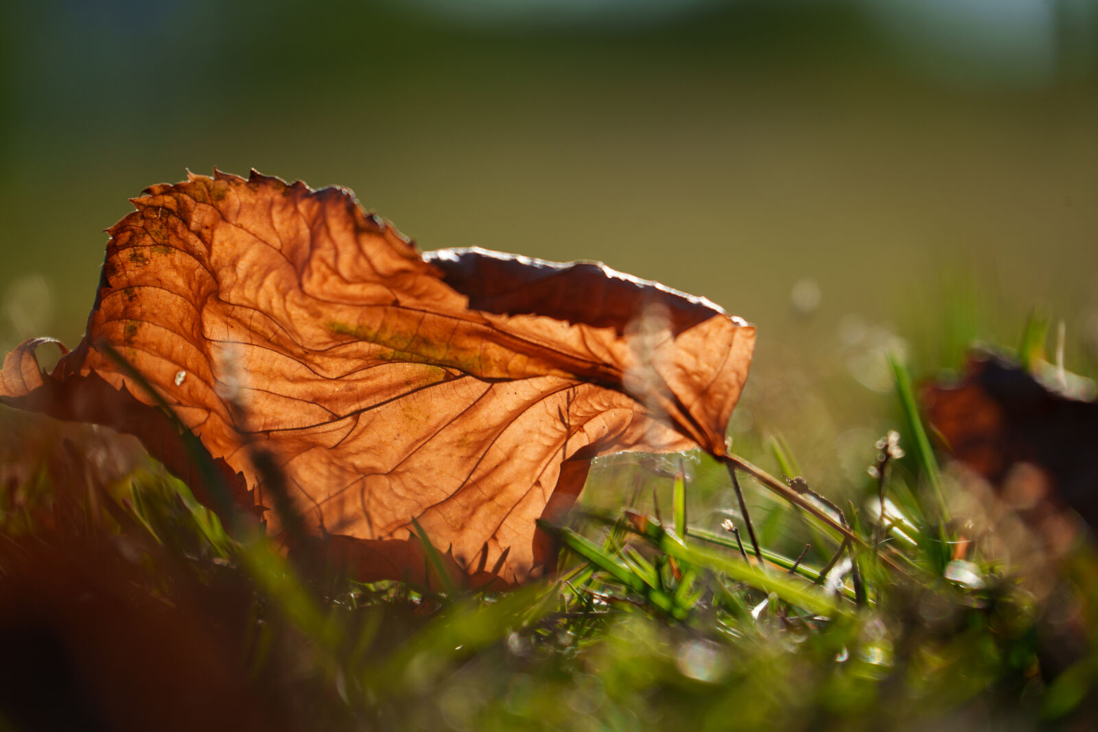 Sony a7R V sample photo. Autumn leaf photography