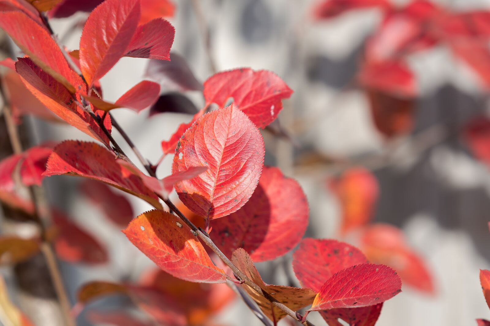 Nikon D7200 sample photo. Autumn, foliage, forest photography