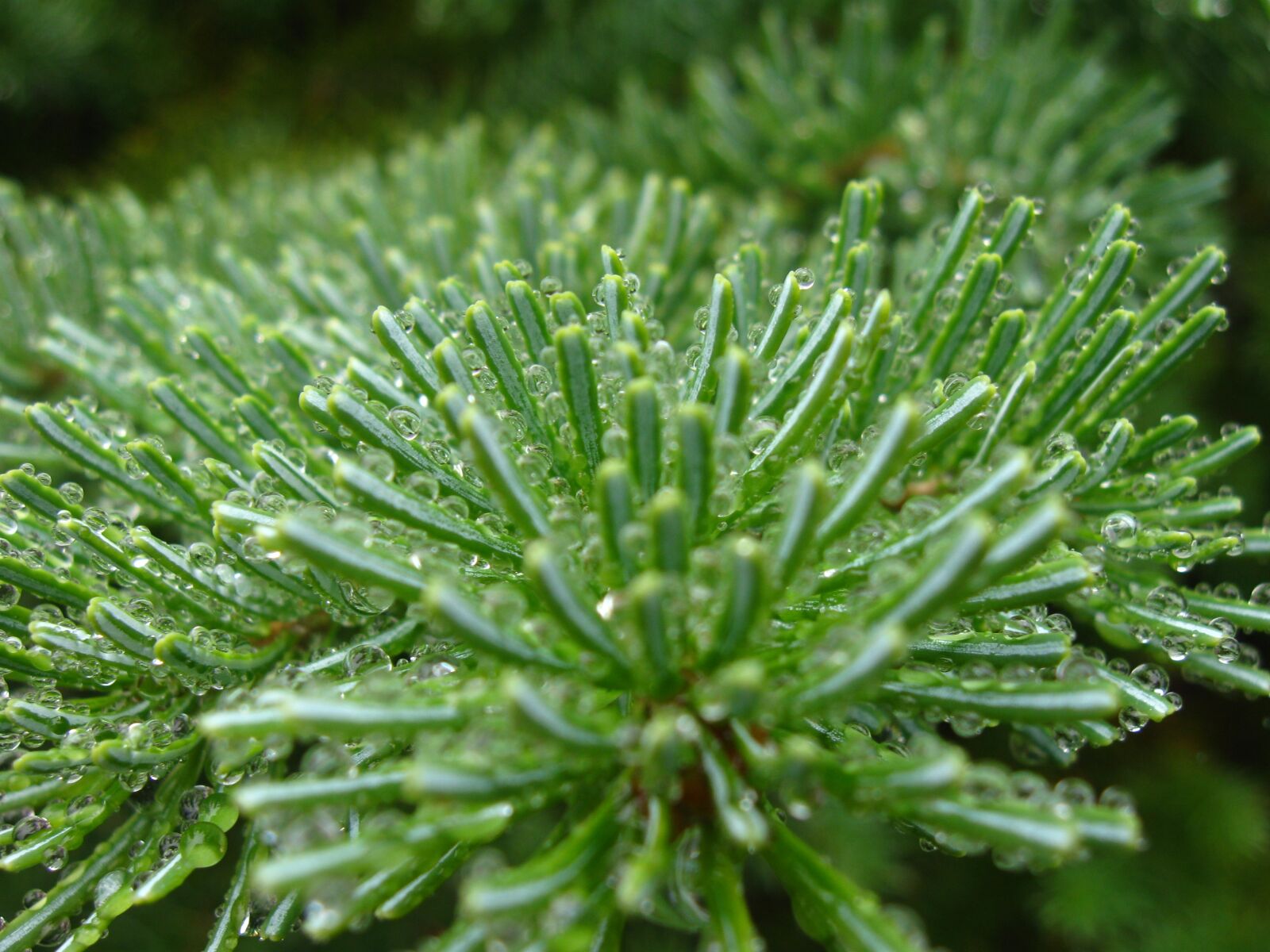 Canon PowerShot A590 IS sample photo. Morning, dew, pine needles photography