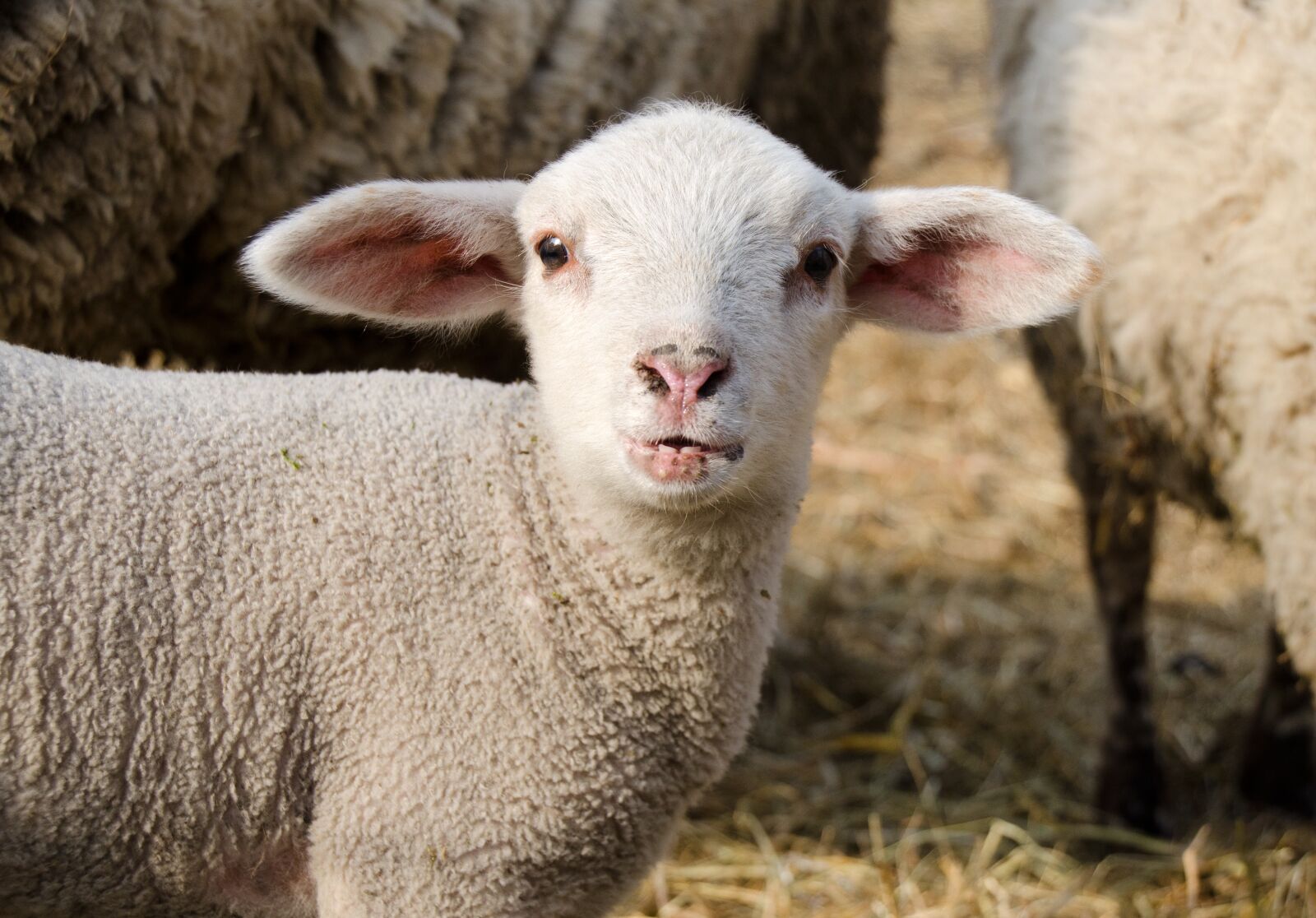 Nikon D7000 sample photo. Lamb, passover, schäfchen photography