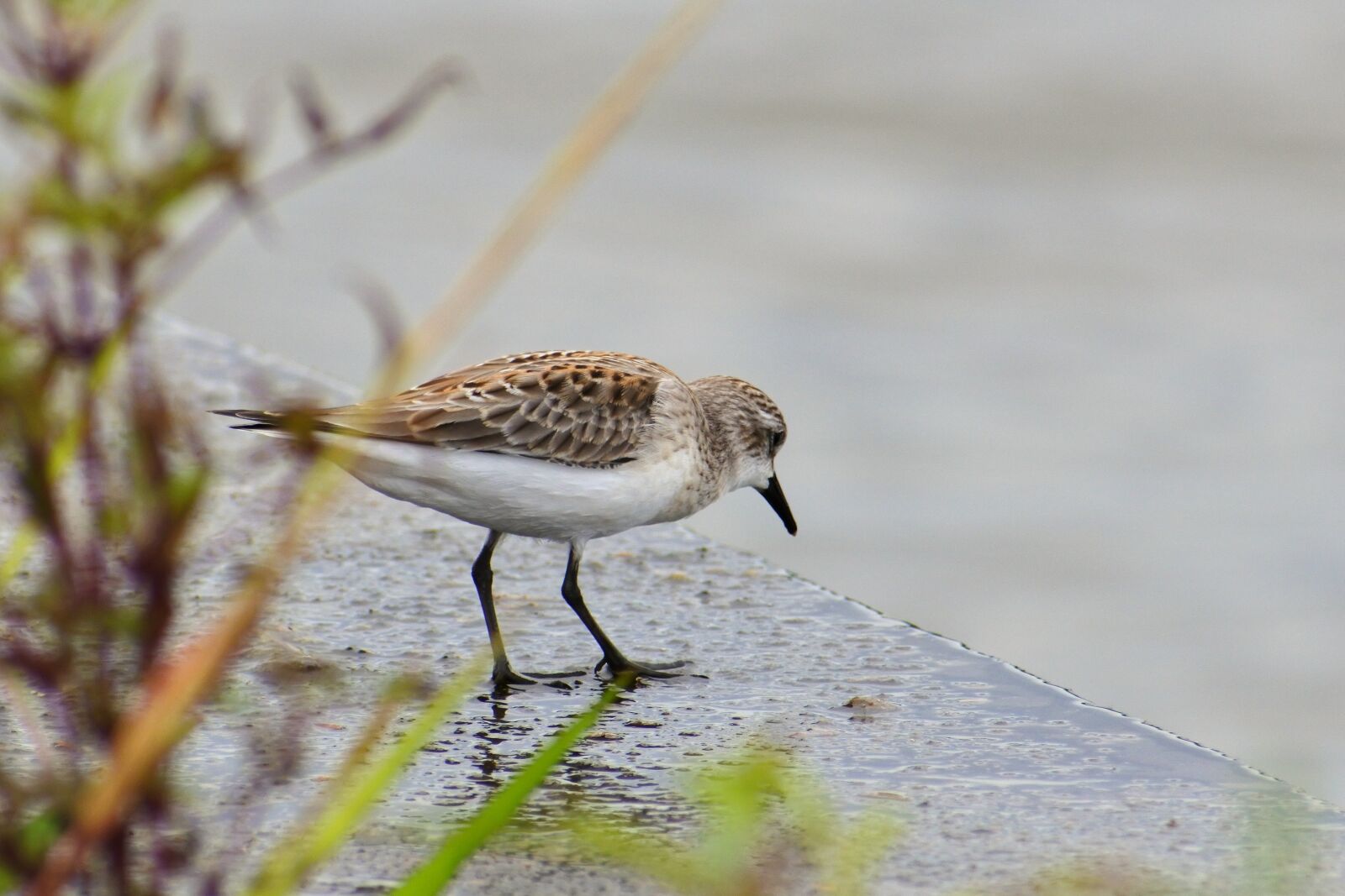 VR 70-300mm f/4.5-6.3G sample photo. Animal, river, waterside photography