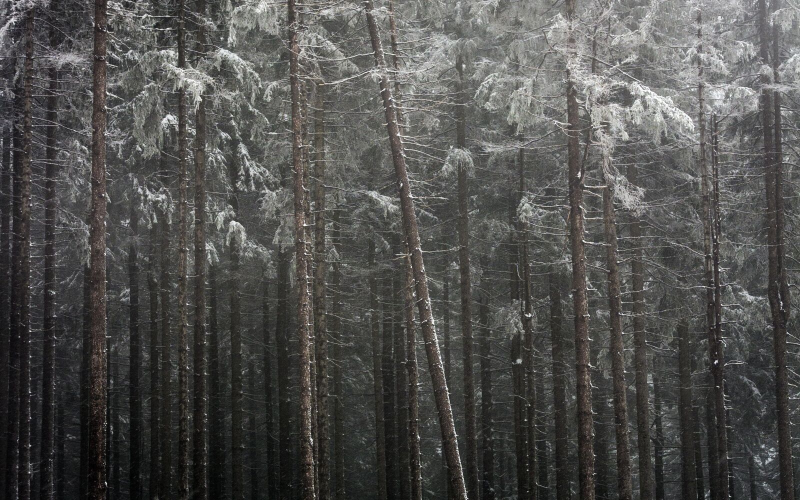 Canon EOS 600D (Rebel EOS T3i / EOS Kiss X5) sample photo. Trees, forest, snowy photography