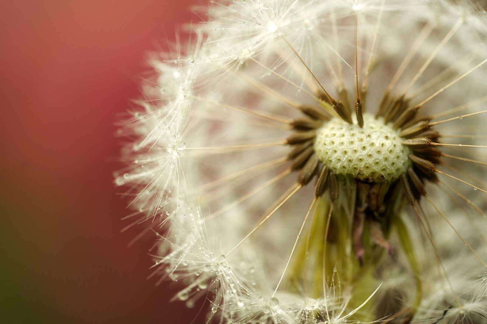 Nikon D3S sample photo. Dandelion, buttercup, garden photography