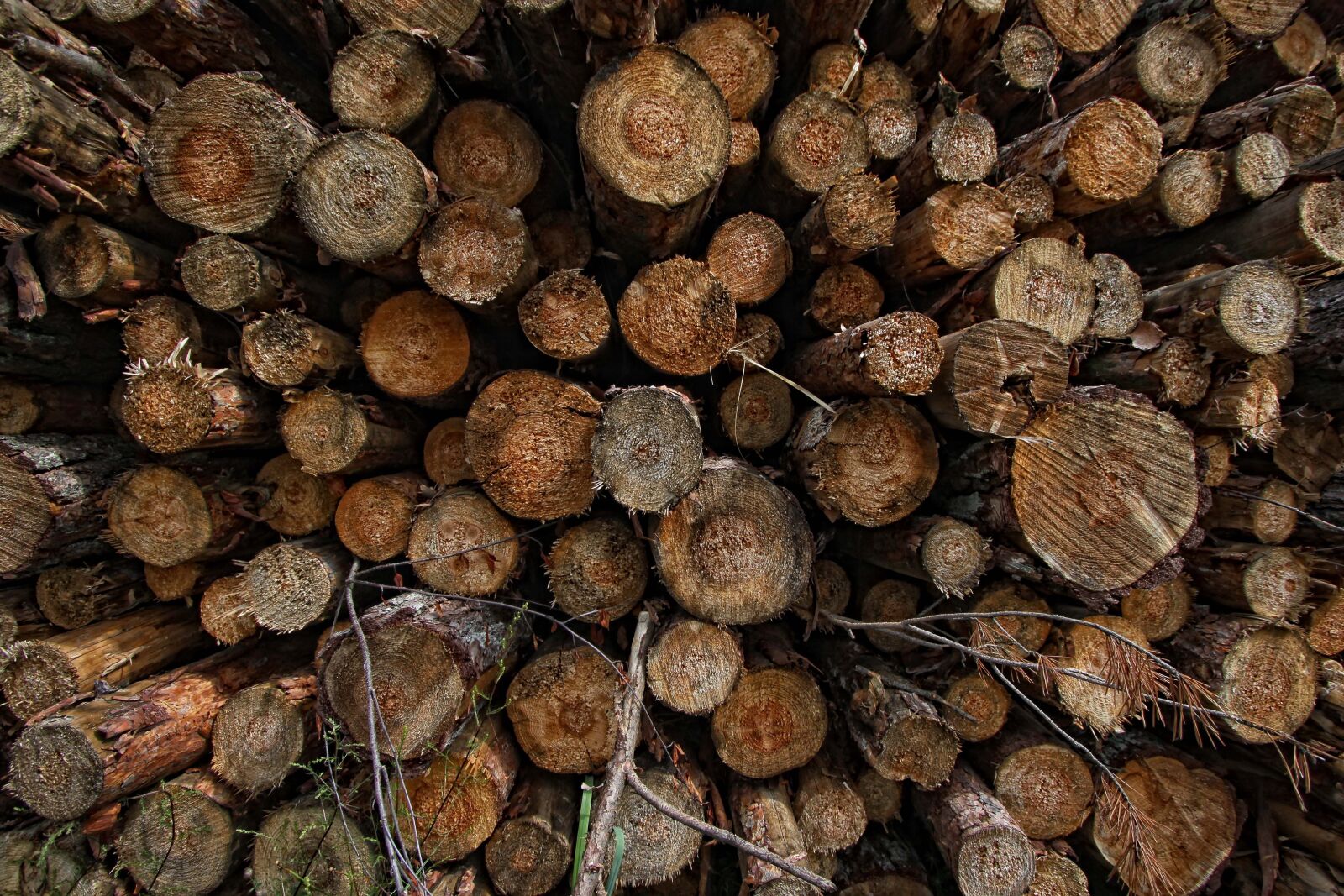 Canon EOS 50D sample photo. Tree, wood, trunk photography