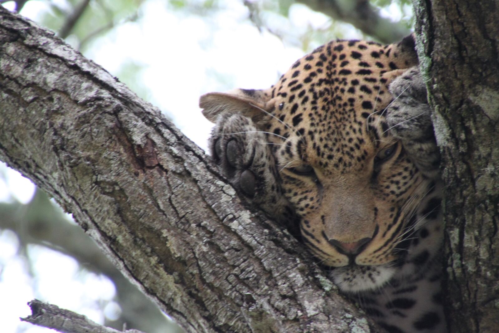 Canon EOS 500D (EOS Rebel T1i / EOS Kiss X3) sample photo. Nature, south africa, animals photography