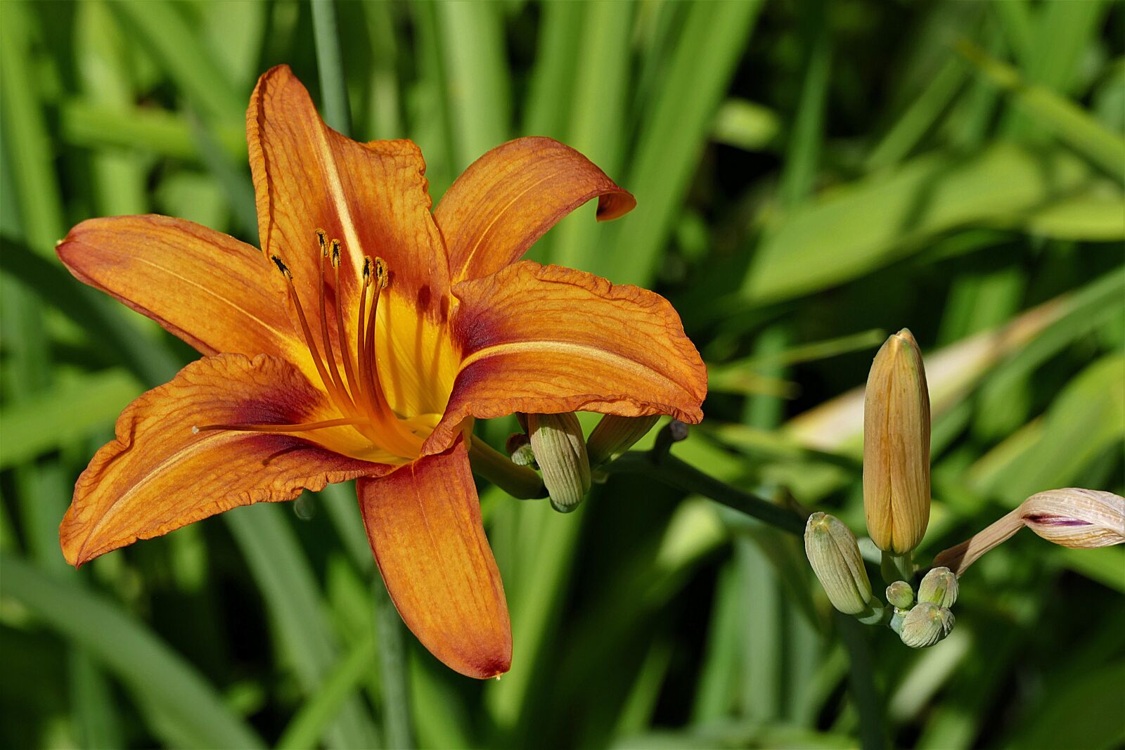 Panasonic Lumix DMC-FZ1000 sample photo. Lily, close up, blossom photography