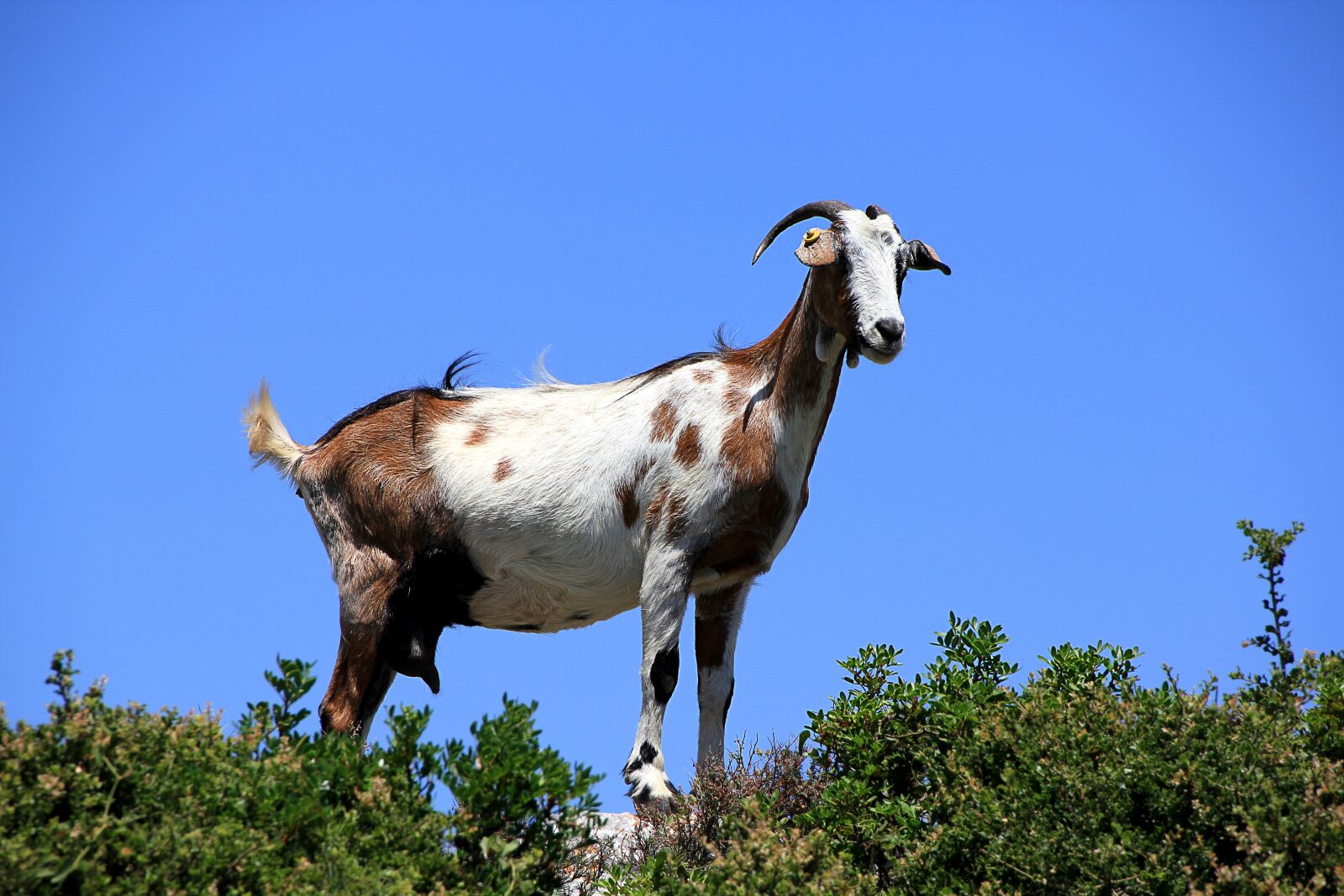 Canon EOS 550D (EOS Rebel T2i / EOS Kiss X4) sample photo. Goat, greece, curious photography