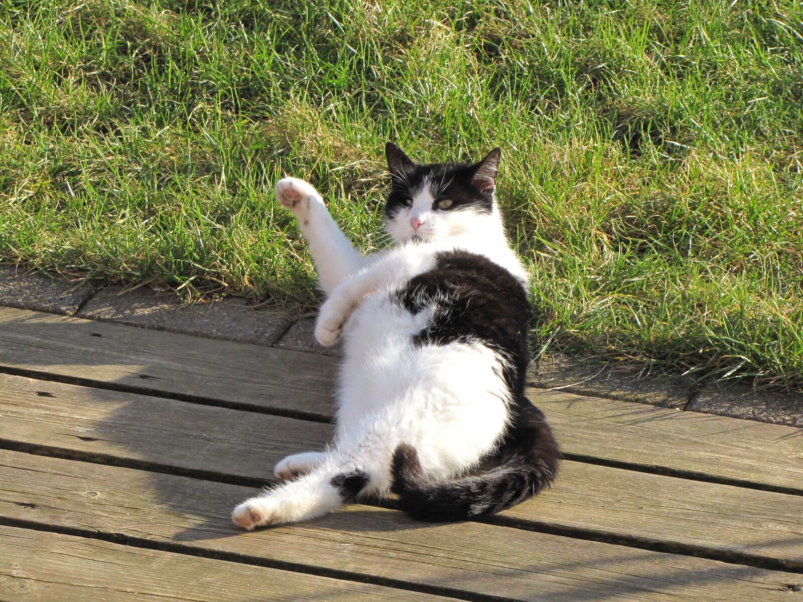 Canon PowerShot SX10 IS sample photo. Cat, animal, pet photography