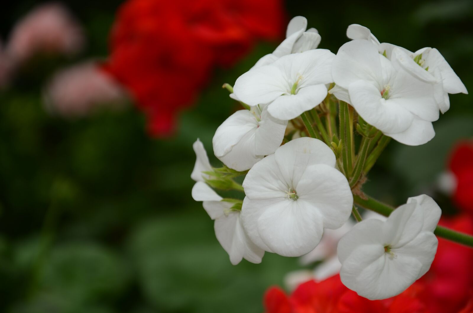 Nikon D7000 sample photo. Flower, the leaves, spike photography