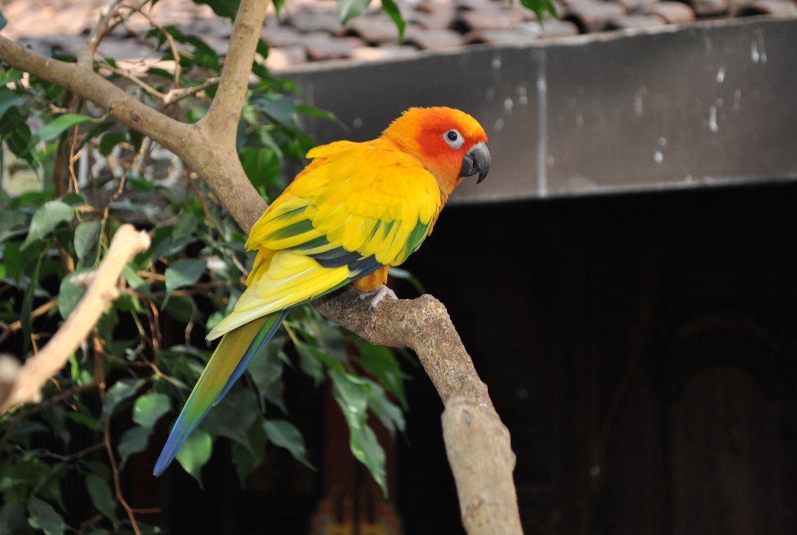 Nikon D3000 sample photo. Bird, animal, tropical photography