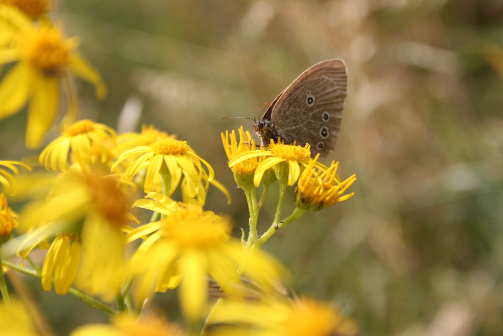 Canon EOS 400D (EOS Digital Rebel XTi / EOS Kiss Digital X) sample photo. Butterfly, flowers, meadow photography