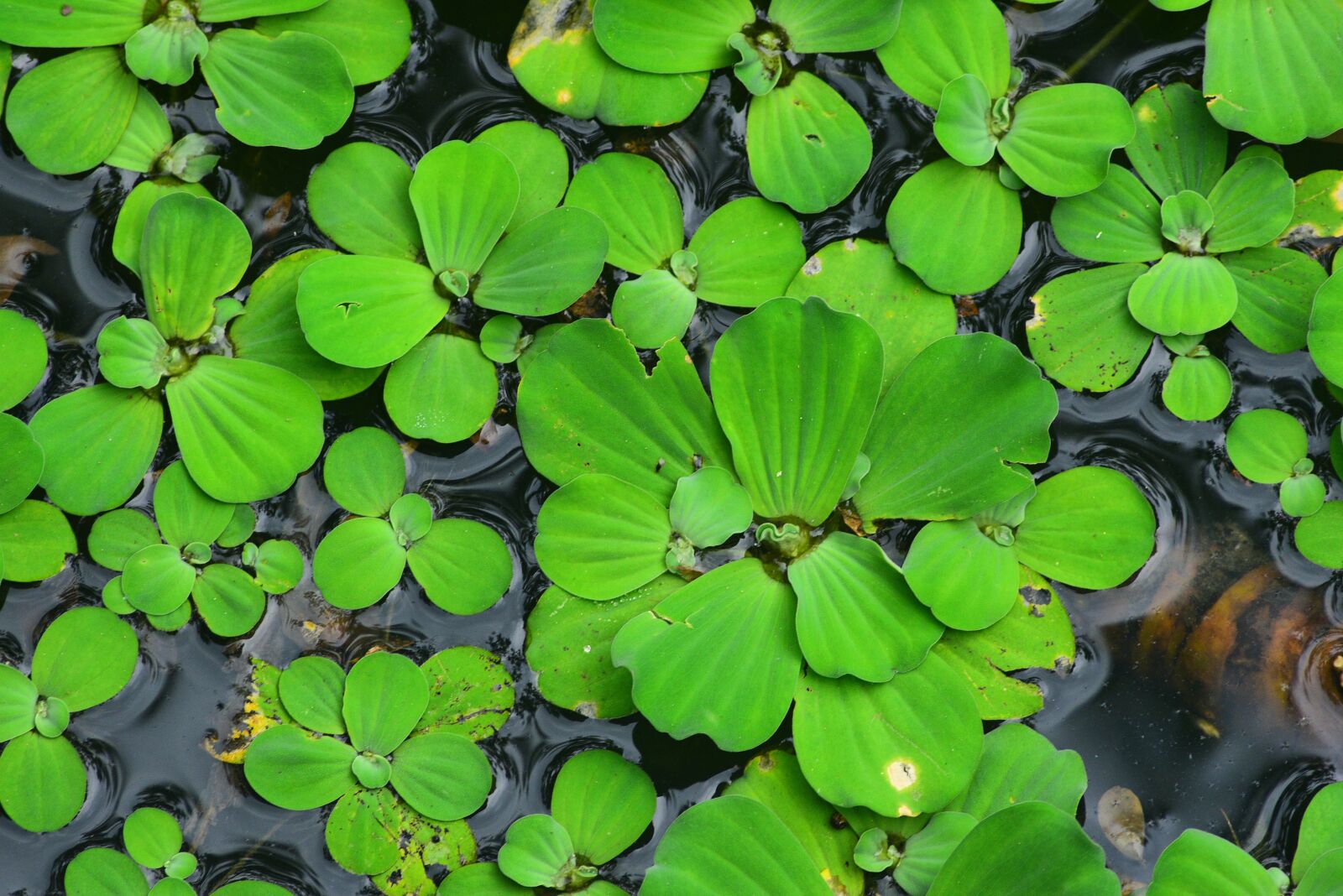 Nikon D750 sample photo. Plant, aquatic plants, large 薸 photography