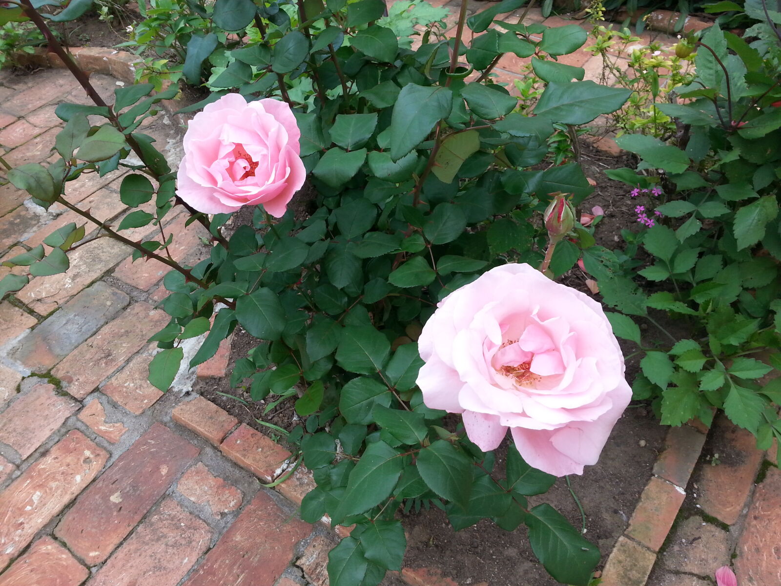 Samsung Galaxy S3 sample photo. Pink, rose, rose photography