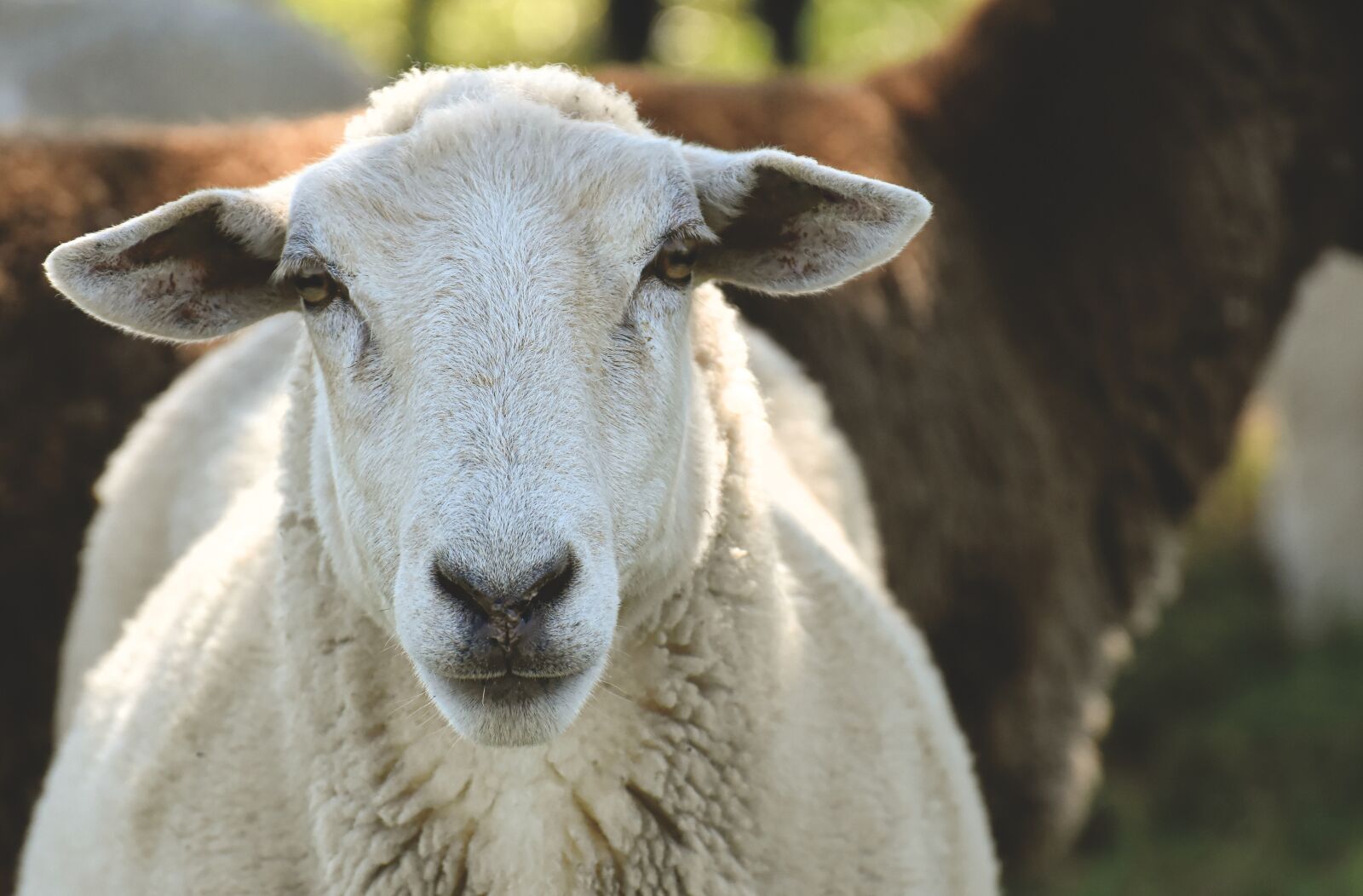 Nikon D7200 sample photo. Sheep, farm, animal photography