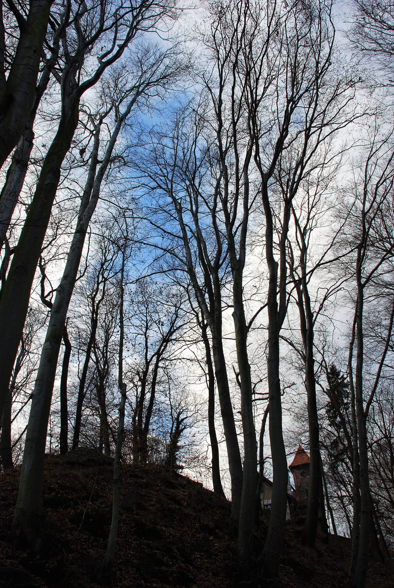Nikon D80 sample photo. Tree, sky, twilight photography