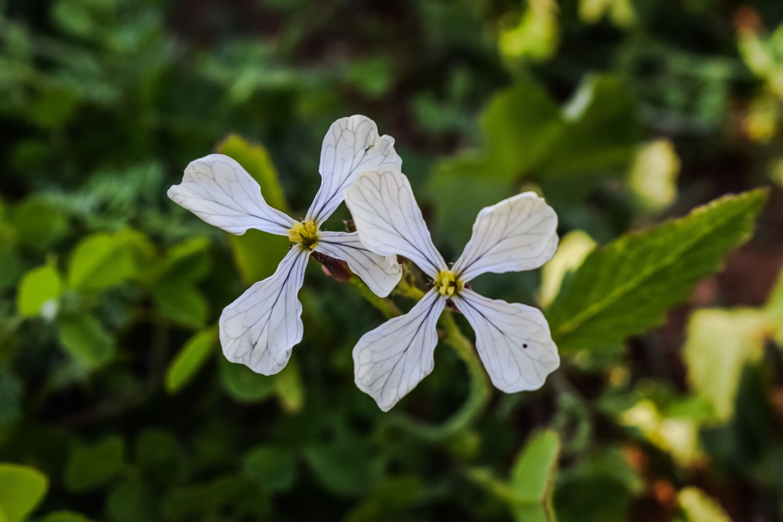 Nikon D3300 sample photo. Wildflower, nature, field photography