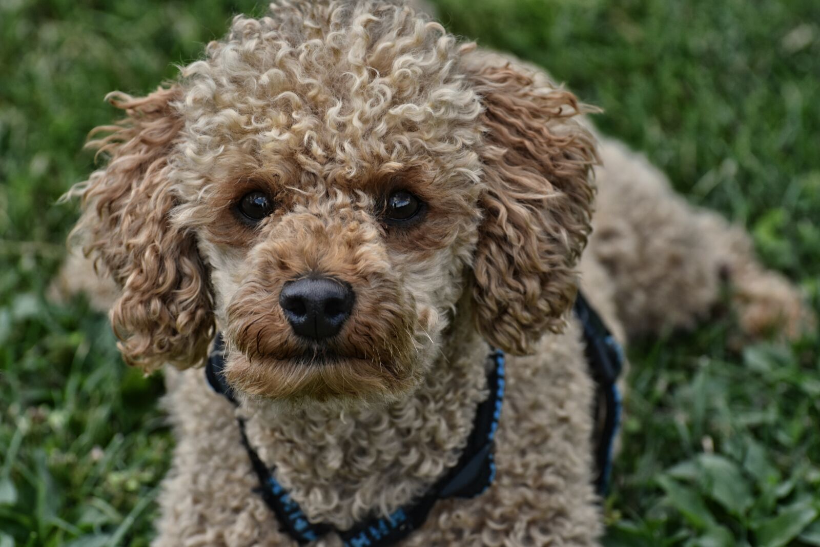 Nikon D7200 sample photo. Poodle, dog, pet photography