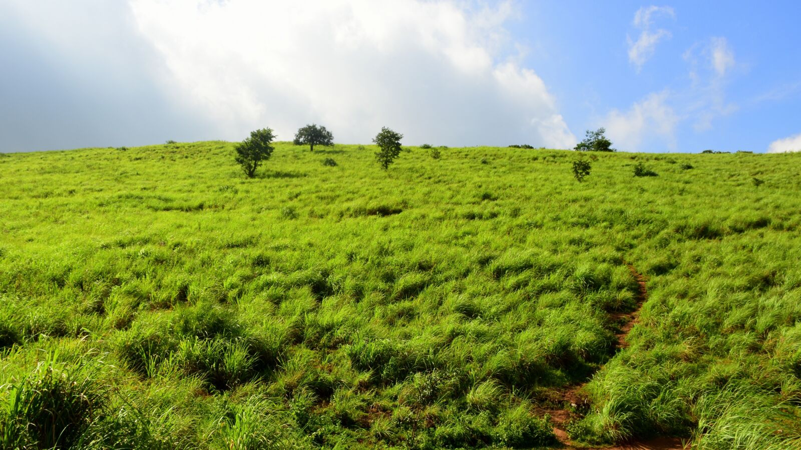 Nikon D5500 sample photo. Hillock, lemon grass, sky photography