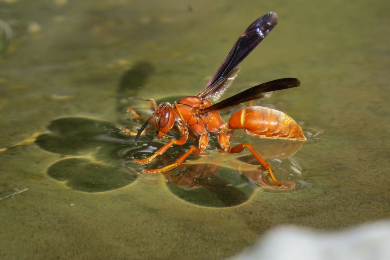Canon PowerShot SX50 HS sample photo. Insect, wasp, red photography