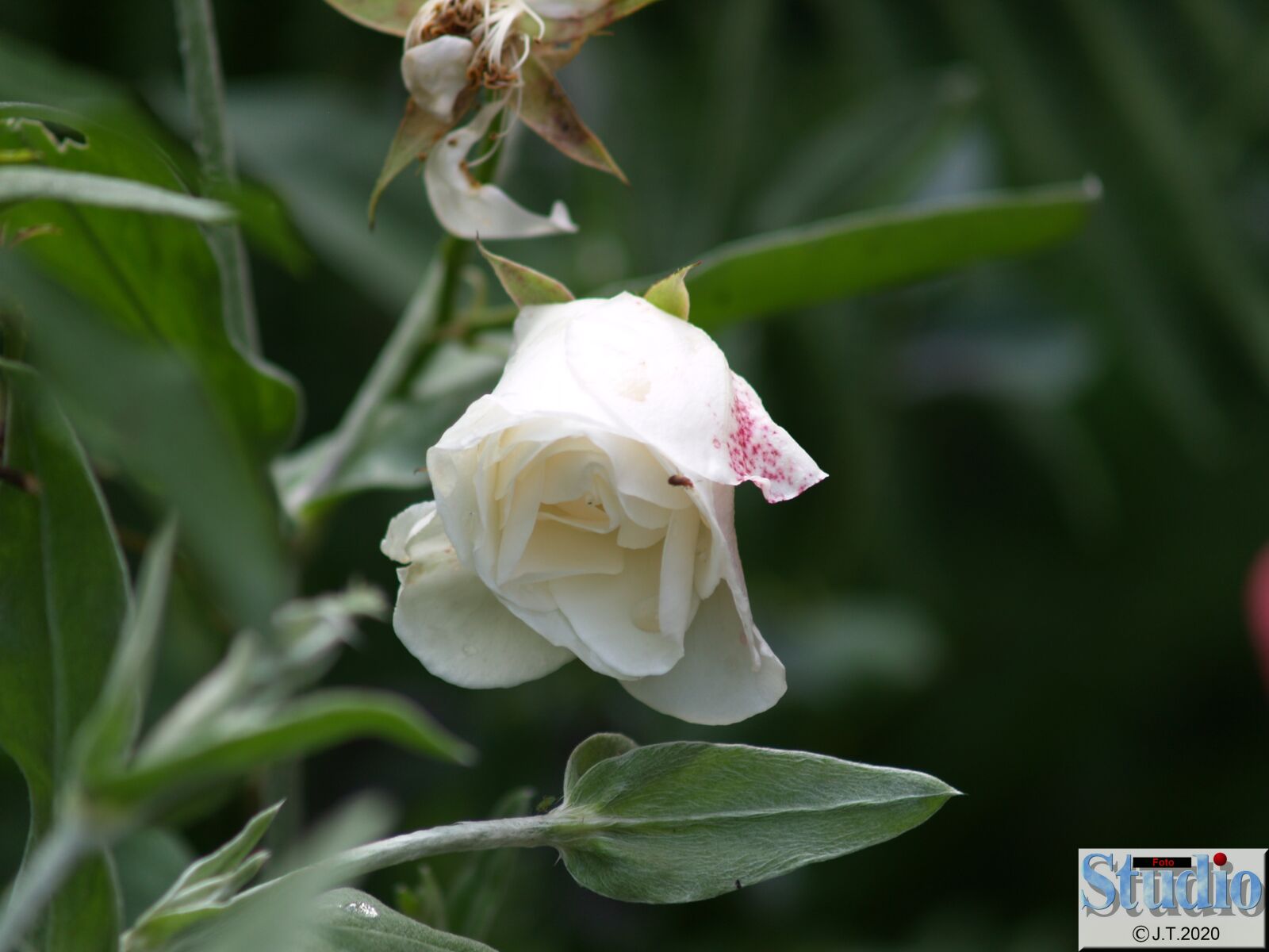 Olympus E-500 (EVOLT E-500) sample photo. Flowers, spring, roses photography