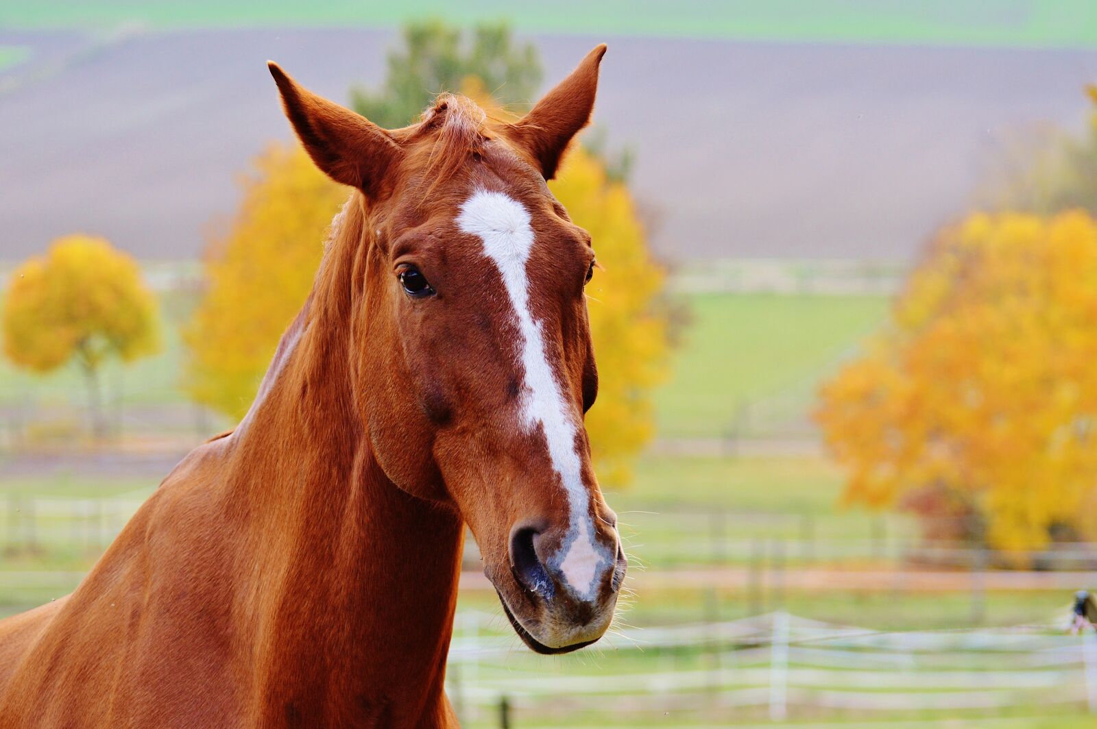 Nikon D3200 sample photo. Horse, animal, ride photography