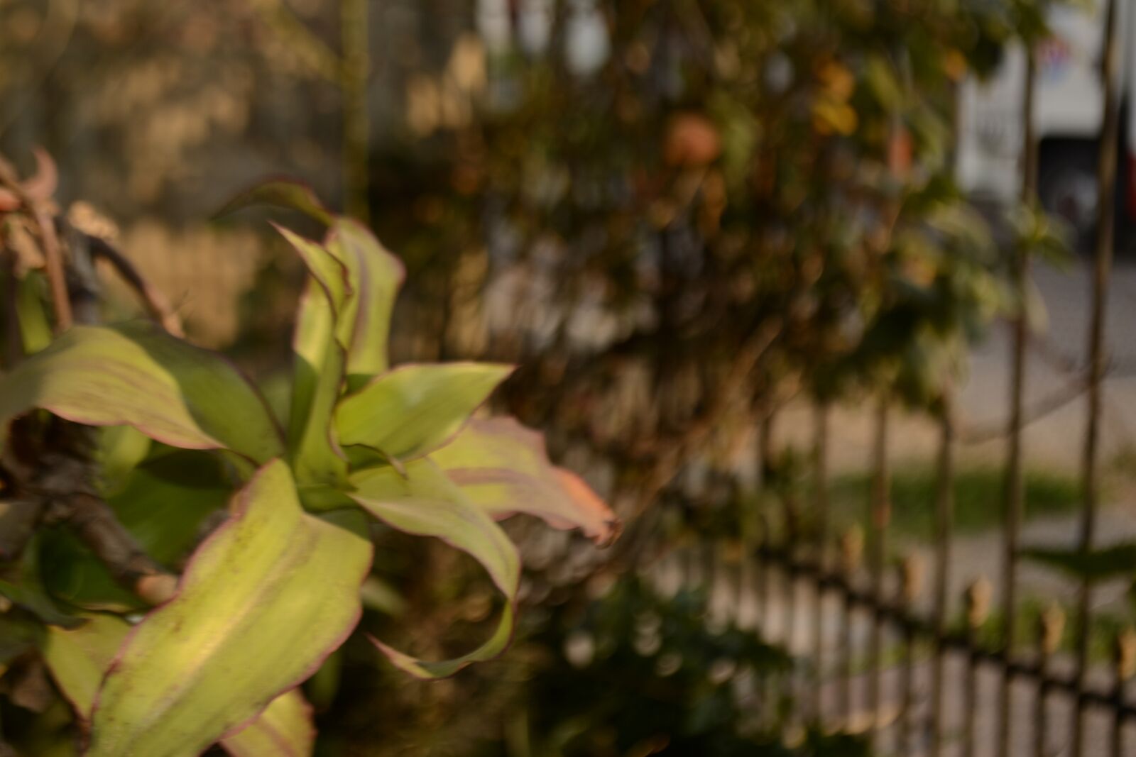 Nikon D3100 sample photo. Plant, flower, shallow depth photography