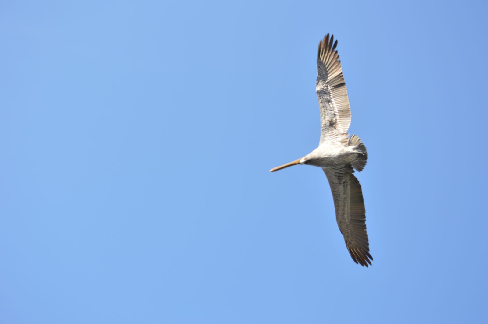Nikon D3200 sample photo. Pelican, ave, flight photography
