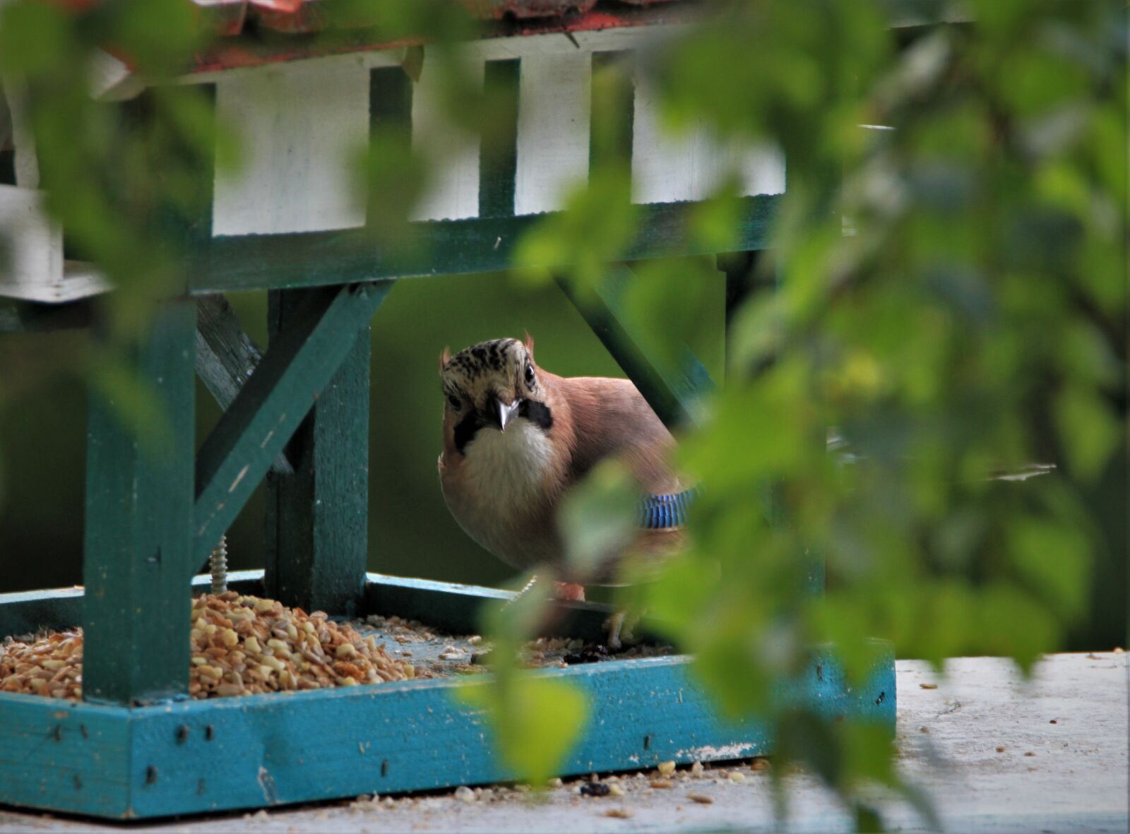 Canon EOS 7D sample photo. Jay, bird, songbird photography