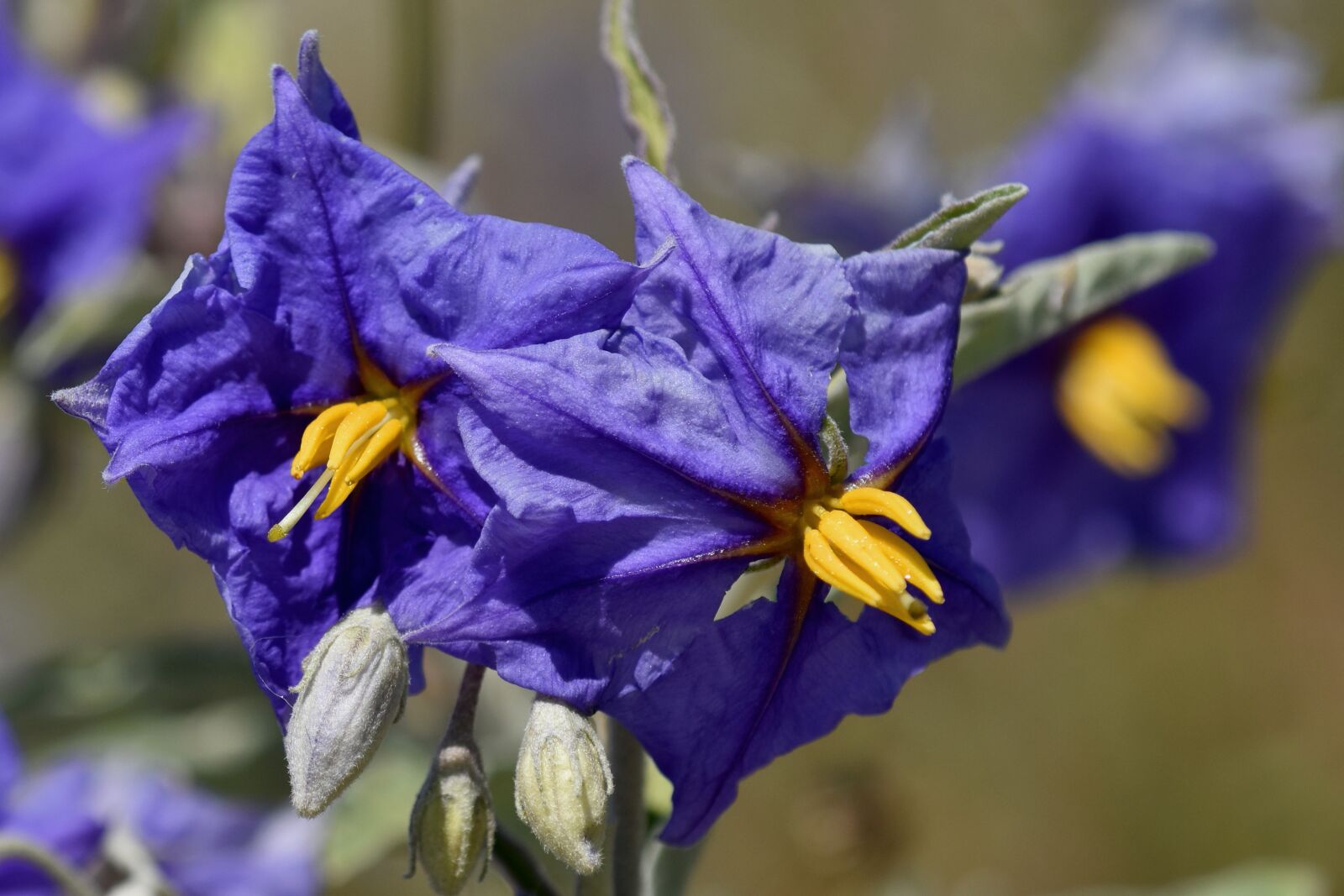 Nikon D3500 sample photo. Flower, blue, solanum photography